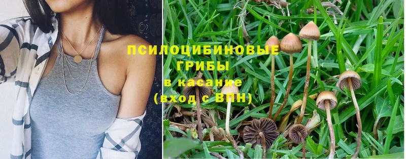 Галлюциногенные грибы Psilocybe  как найти закладки  Змеиногорск 